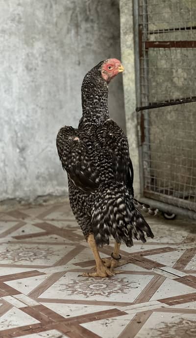 Parrot Beak Aseel Female – Healthy Breeder