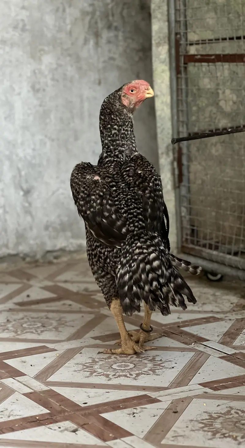 Parrot Beak Aseel Female – Healthy Breeder — photo 2