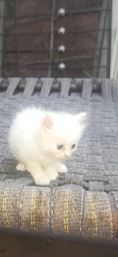kitten