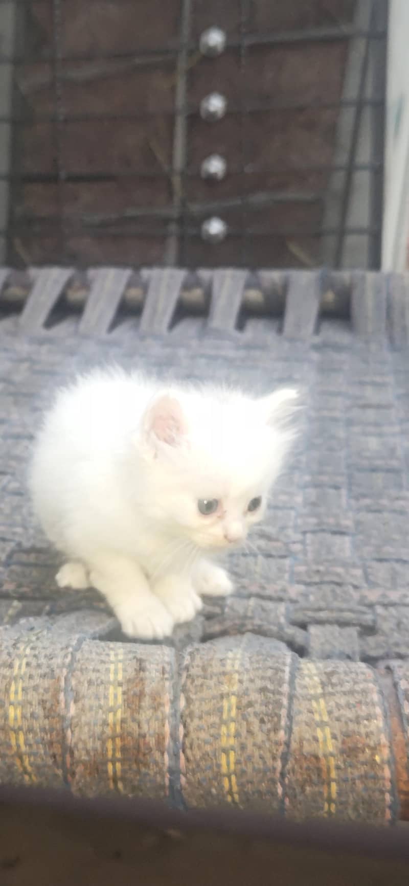 kitten 0