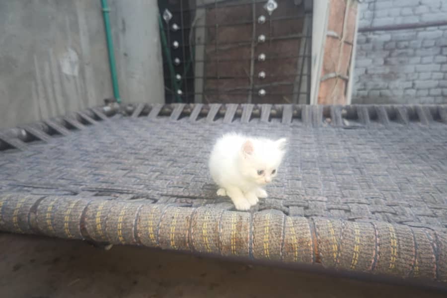 kitten 1