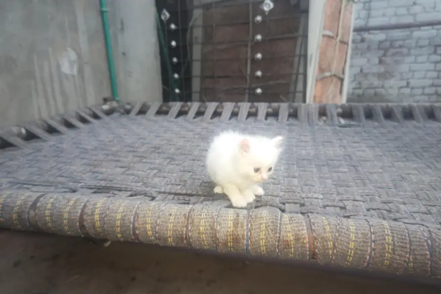 kitten — photo 2
