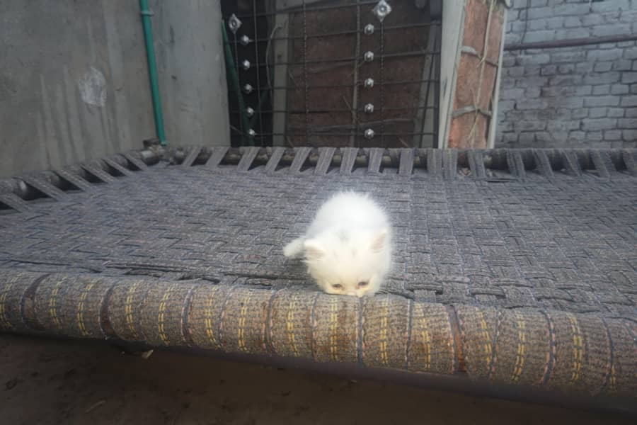 kitten 2