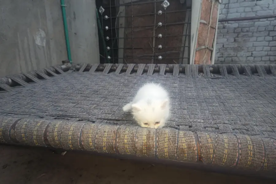 kitten — photo 3