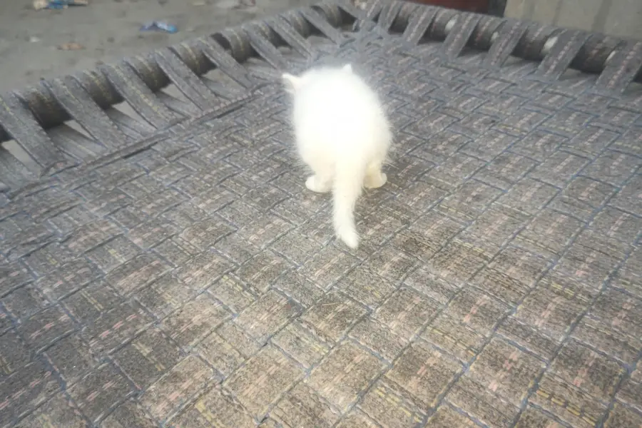 kitten — photo 4