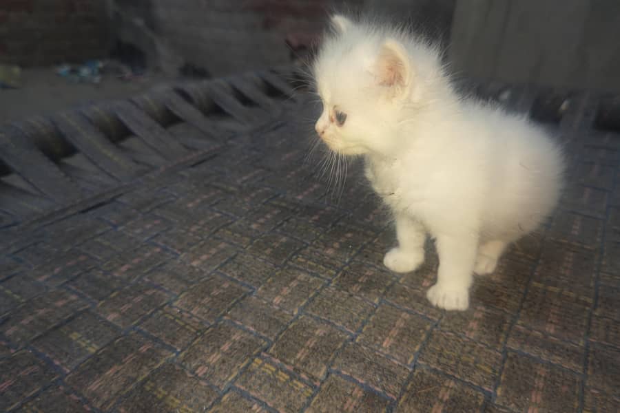 kitten 4