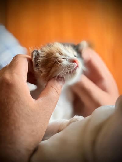 Kitten for adoption