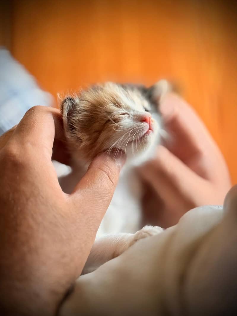 Kitten 0