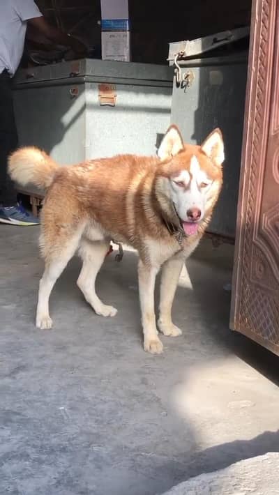 Siberian husky male blue eye For sale