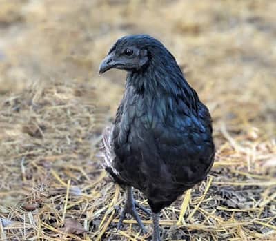 black Ayam cemani