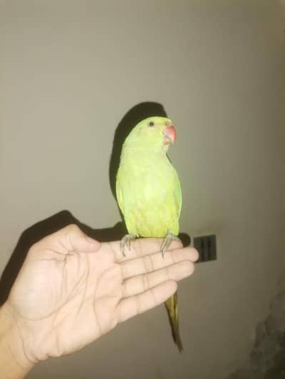 active nd healty