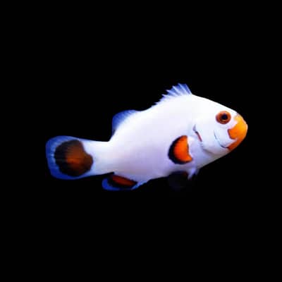 Snow Storm Clownfish