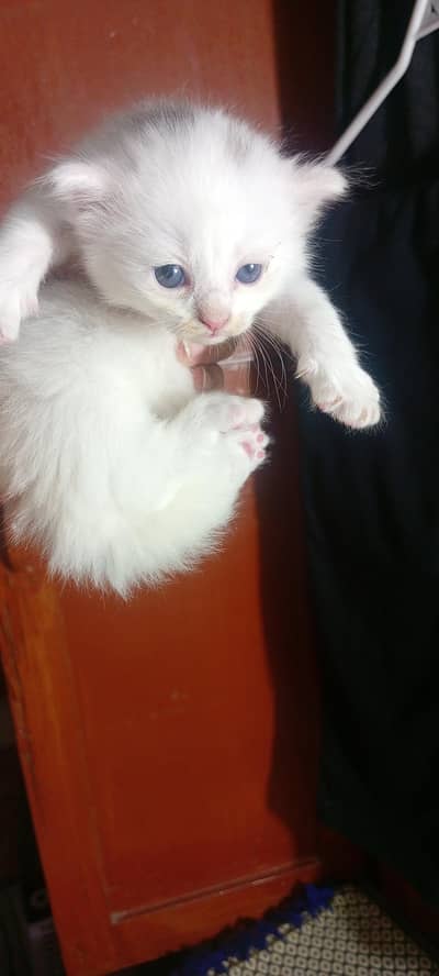 Persian kitten for sale . 03007962113