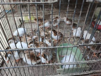 Guinea fowl chicks available in 4 different colors