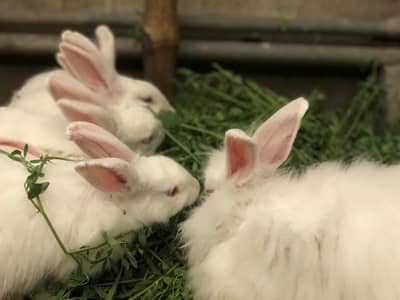 Angora Rabbits