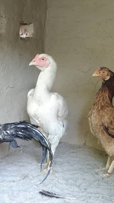 Band Gadhi Ki Safed Madi – Eggs De Rahi Hai, Pure Khalis