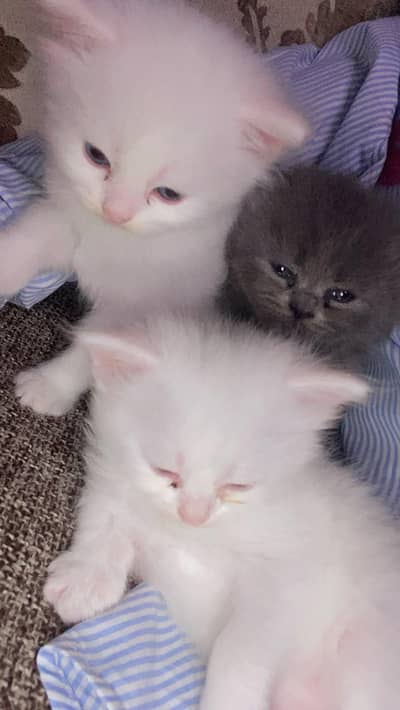 persian triple coated