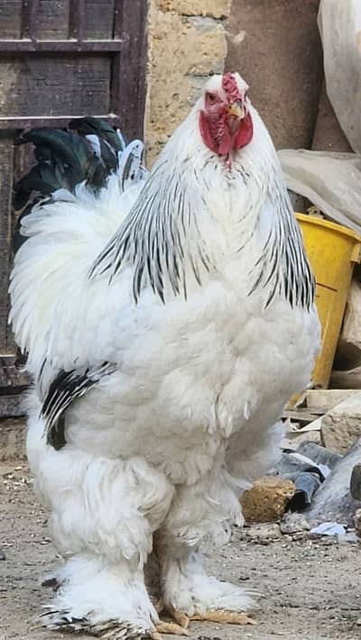 light brahma eggs available or chicks available