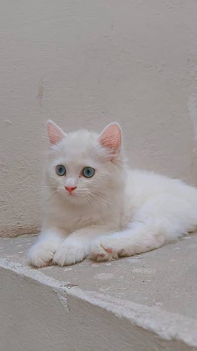 persian cats and kittens for sale wtsapp (0307/710/92/69)