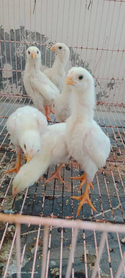 White King Shamo Chicks
