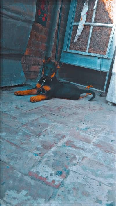 German shepherd mail dog