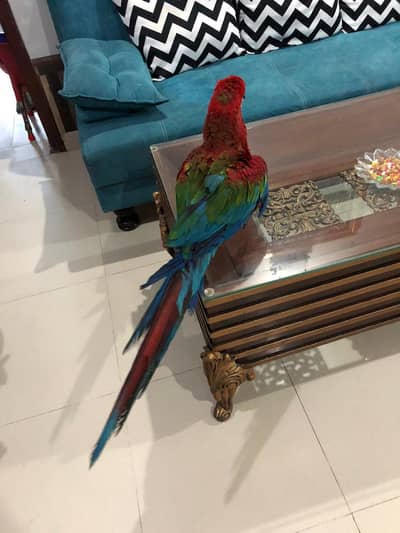 Red Macaw