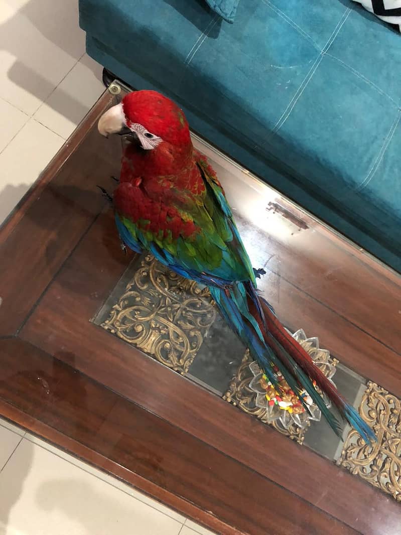 Red Macaw 1