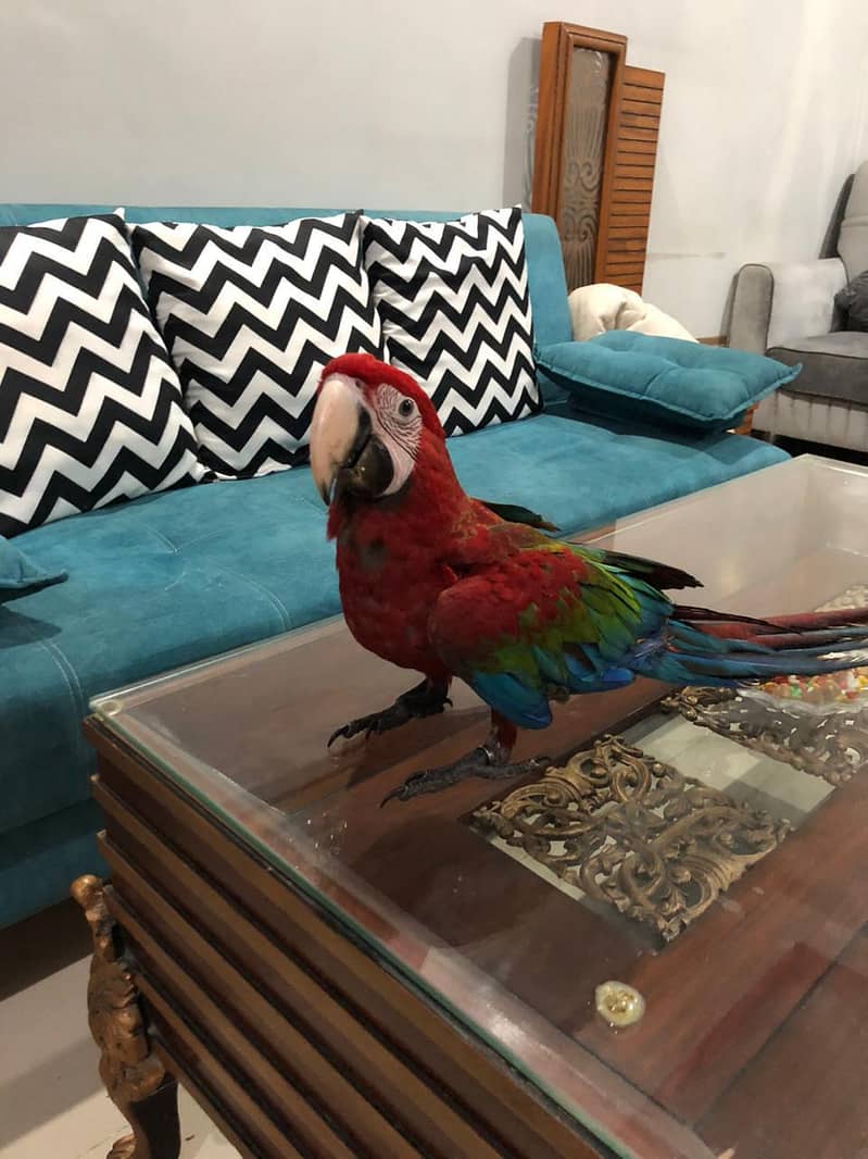 Red Macaw 2