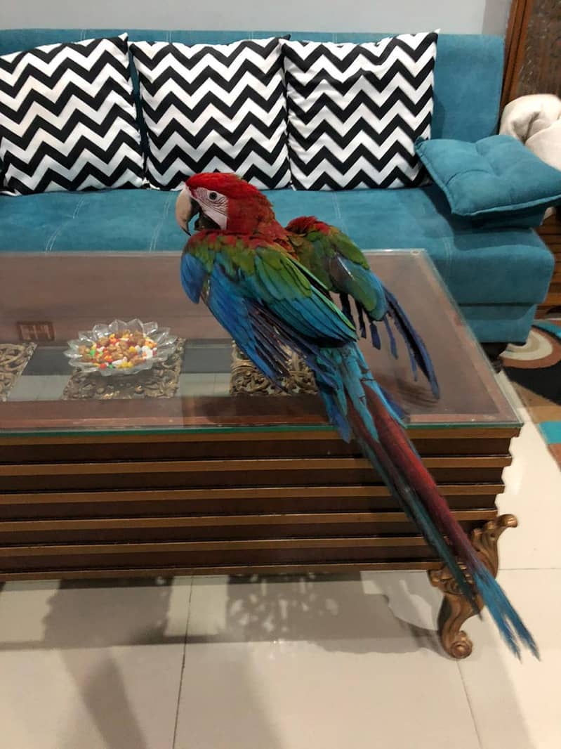 Red Macaw 3