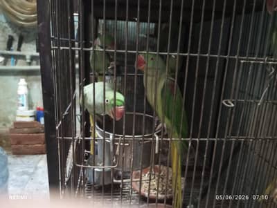 Kashmiri parrot