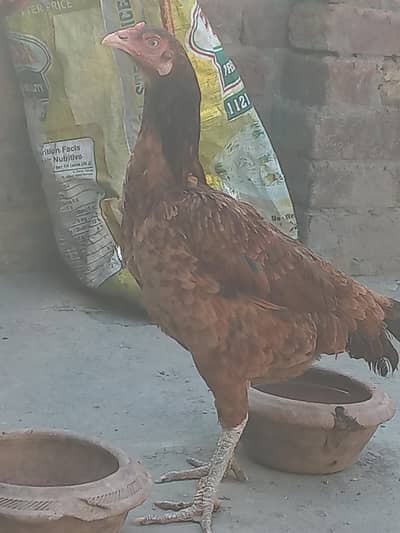 murgi burning   eggs  5 da de ha
