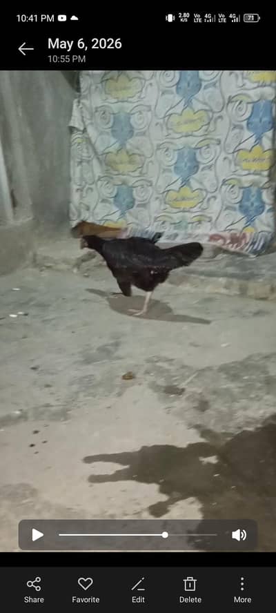 top quality ki murgi hai