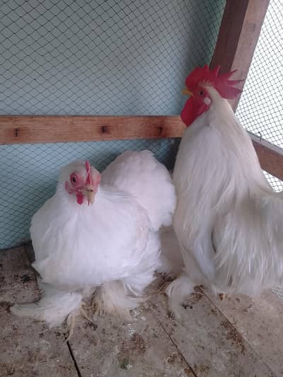 bantam egg lying pair