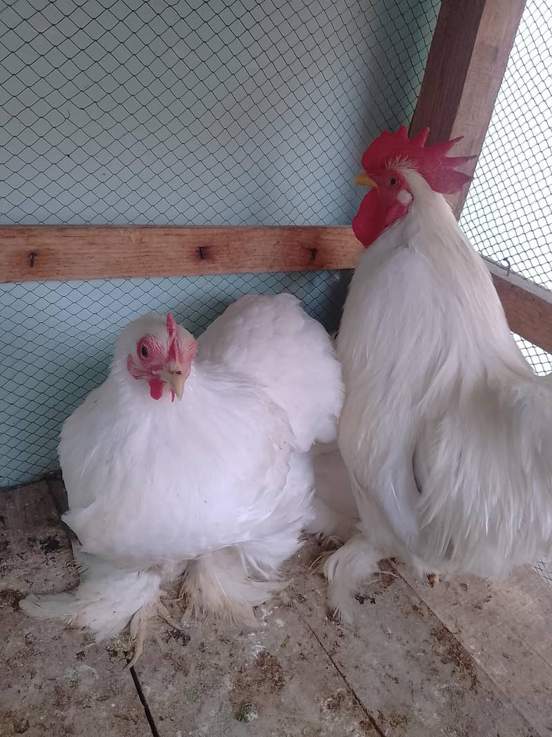 bantam egg lying pair 0