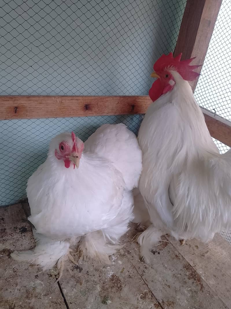 bantam egg lying pair 1