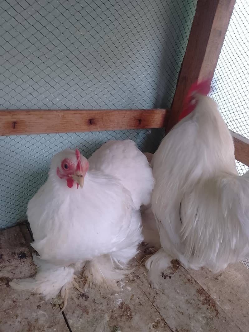 bantam egg lying pair 2