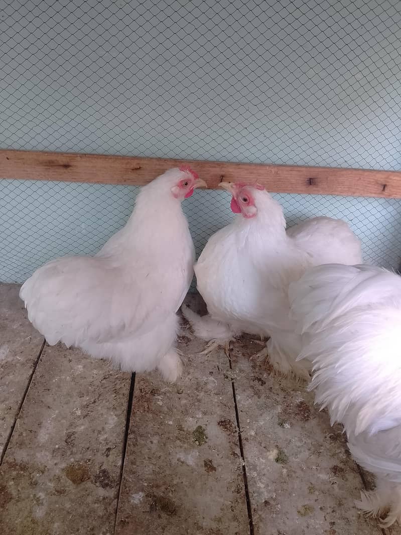 bantam egg lying pair 3