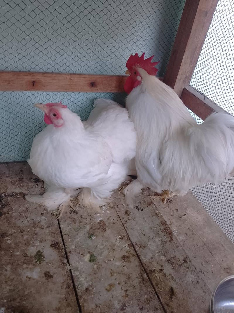 bantam egg lying pair 5