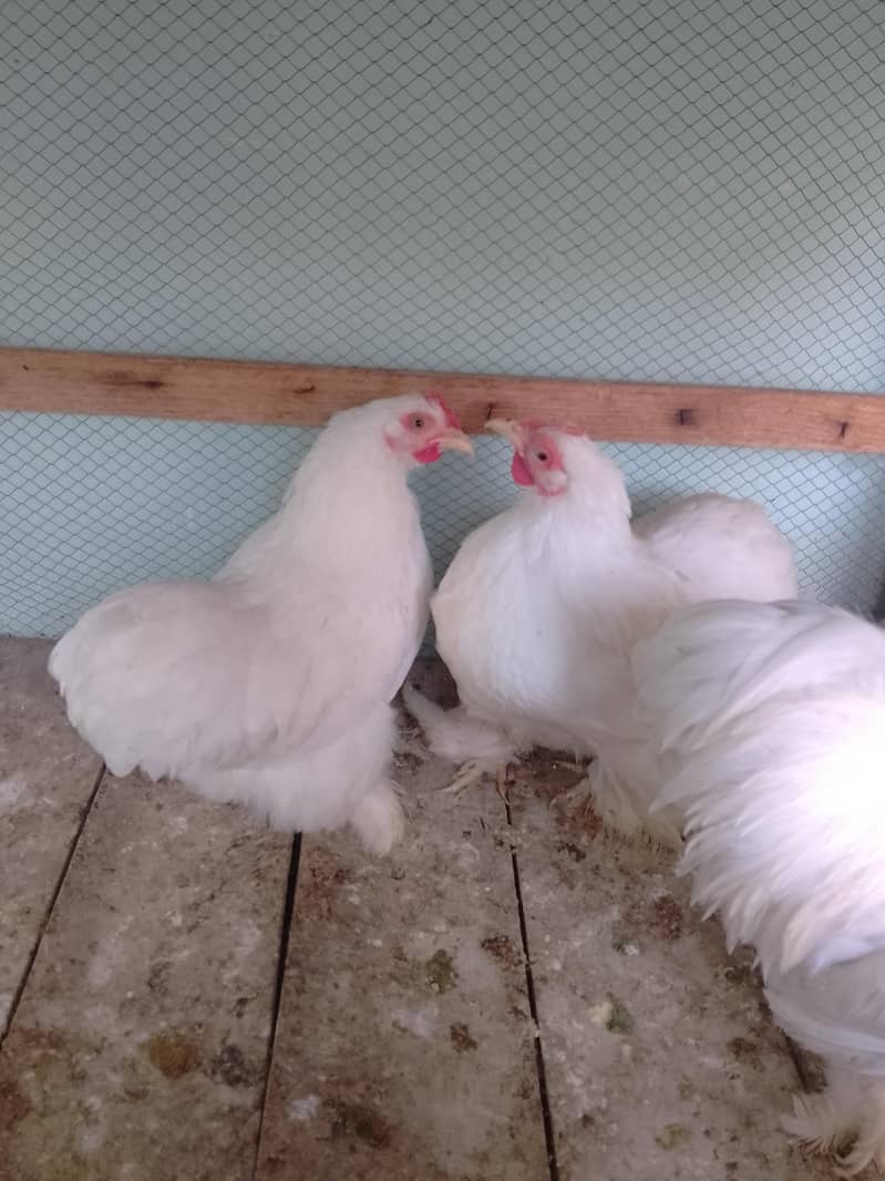 bantam egg lying pair 6