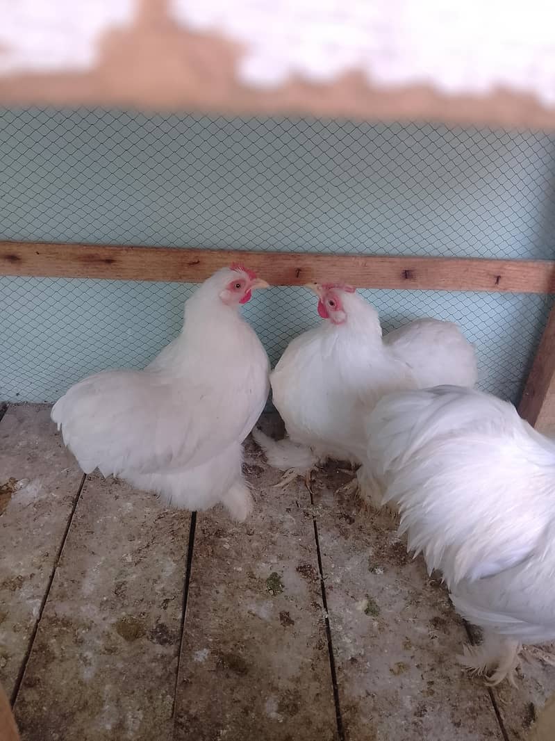 bantam egg lying pair 7