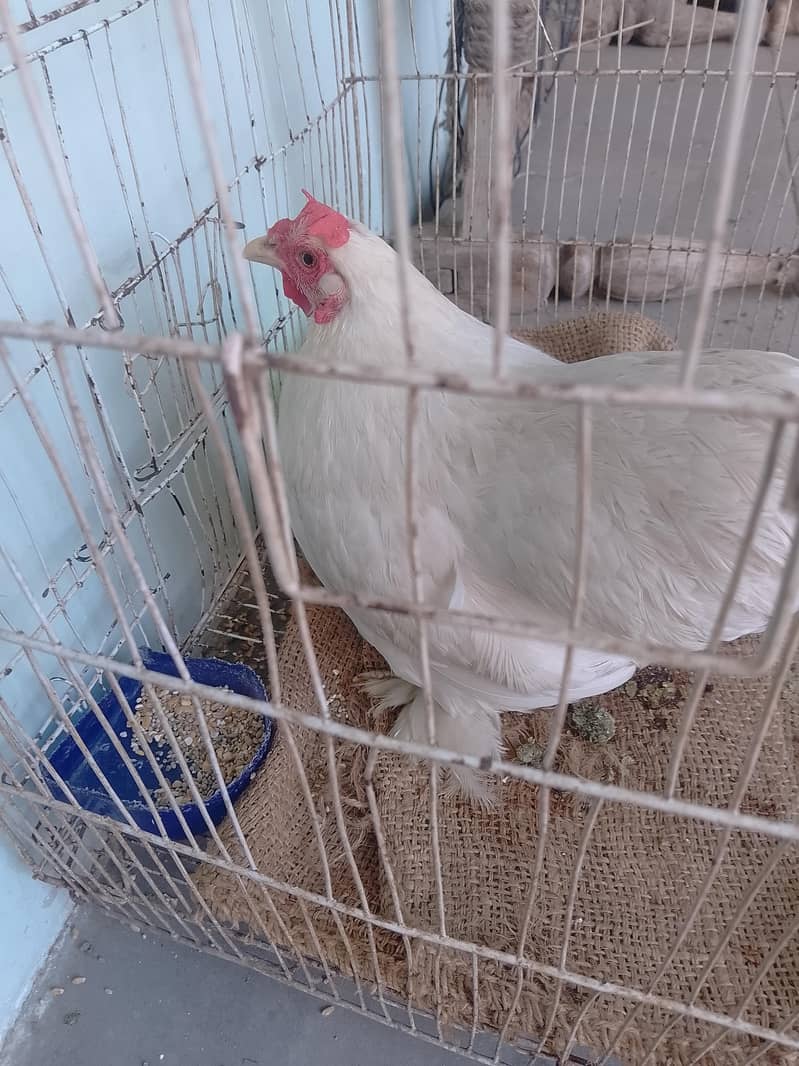 bantam egg lying pair 8