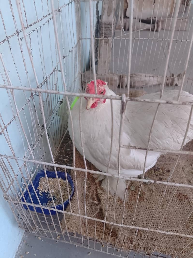bantam egg lying pair 9