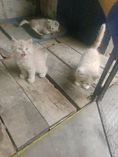 pershian female babies