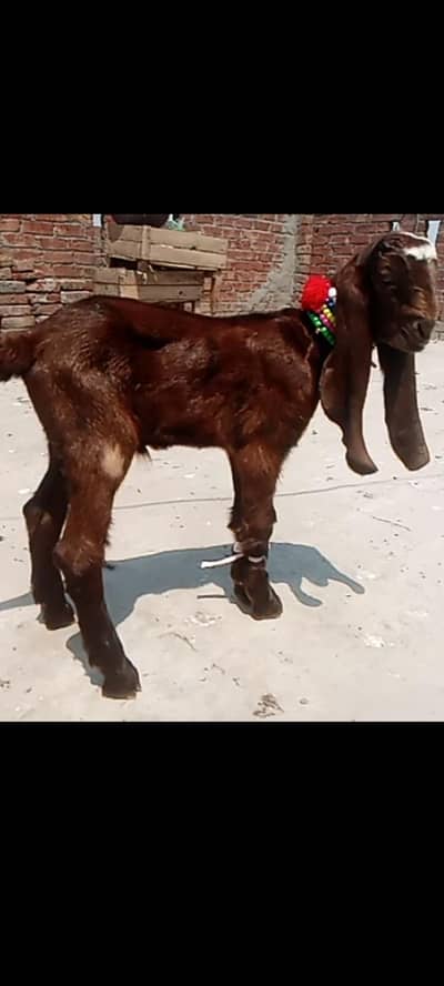 full bareedr quality male baby nagraa beetal