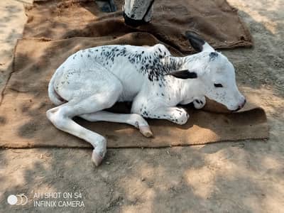 cow for sale 6 sy 7 kilo doodh normal khorak pr shat wachi