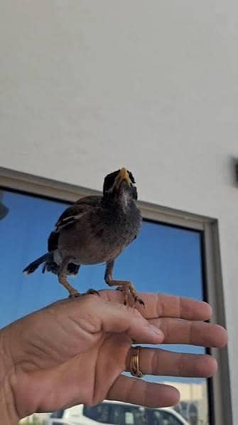 Selling Hand Tame Myno