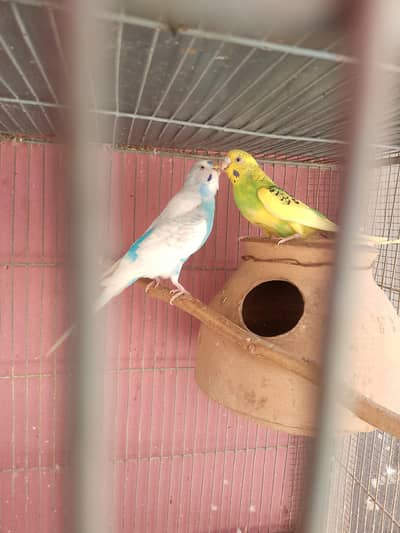 breeder pair for sale
