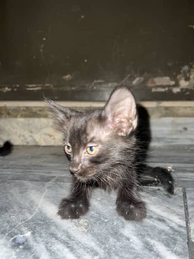 Black Persian Kittens ( Urgent Sale )