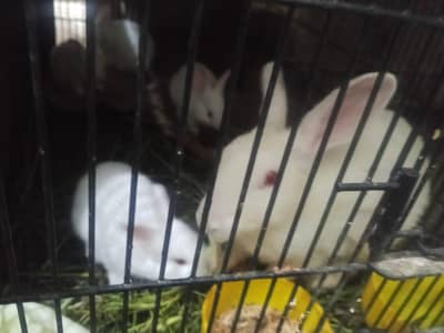 red eyes rabbits