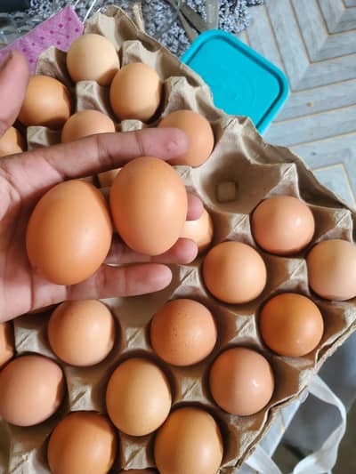 Desi Eggs